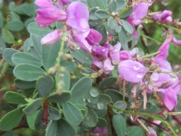Indigofera denudata leaves